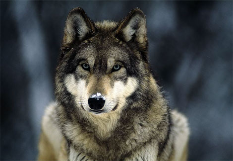 wolves wallpapers. WOLF